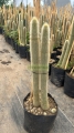 Cactus antorcha de plata