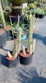 Cactus antorcha de plata