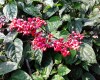 Clerodendro