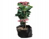 Clerodendro