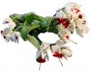 Clerodendro bandera