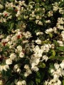 Clerodendro bandera