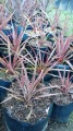 Cordiline Australiano 'Red Star'