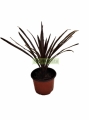 Cordiline Australiano 'Red Star'