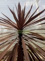 Cordiline Australiano 'Red Star'