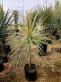 Cordiline Australiano 'Torbay Dazzler'