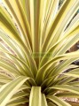 Cordiline Australiano 'Torbay Dazzler'