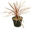 Cordiline Australiano 'Red Star'