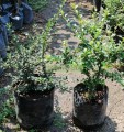 Cotoneaster hoja pequeña obscura