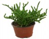 Crassula Princesa Pino