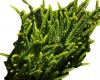 Crassula Princesa Pino