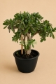 Árbol de Jade