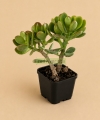 Árbol de Jade