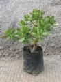 Árbol de Jade