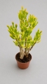 Crassula ovata Gollum