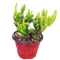 Crassula ovata Gollum