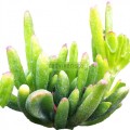 Crassula ovata Gollum
