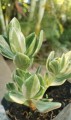 Oreja de ratón variegata