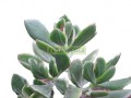 Oreja de ratón variegata