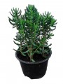 Crassula Pino Miniatura