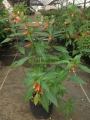 Flor de tabaco
