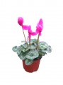 Cyclamen