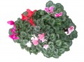 Cyclamen