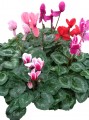 Cyclamen