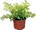 Duranta Cuba