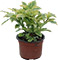 Duranta Golden