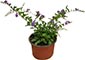 Duranta Zafiro