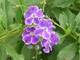 Duranta Zafiro