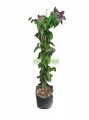 Mariposa morada