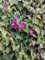 Mariposa morada