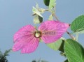 Mariposa morada