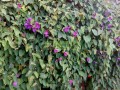 Mariposa morada