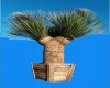 Dasylirion sotol