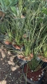 Dasylirion junco