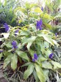 Jengibre azul