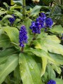 Jengibre azul