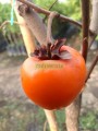 Persimo