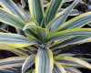 Drácena 'Lima Limón'