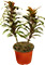 Dracena calipso