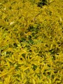 Duranta Cuba