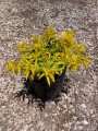 Duranta Cuba