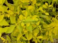 Duranta Cuba
