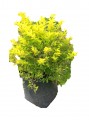 Duranta Cuba