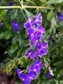 Duranta Zafiro