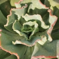 Echeveria Crinoline ruffles