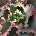 Echeveria Crinoline ruffles
